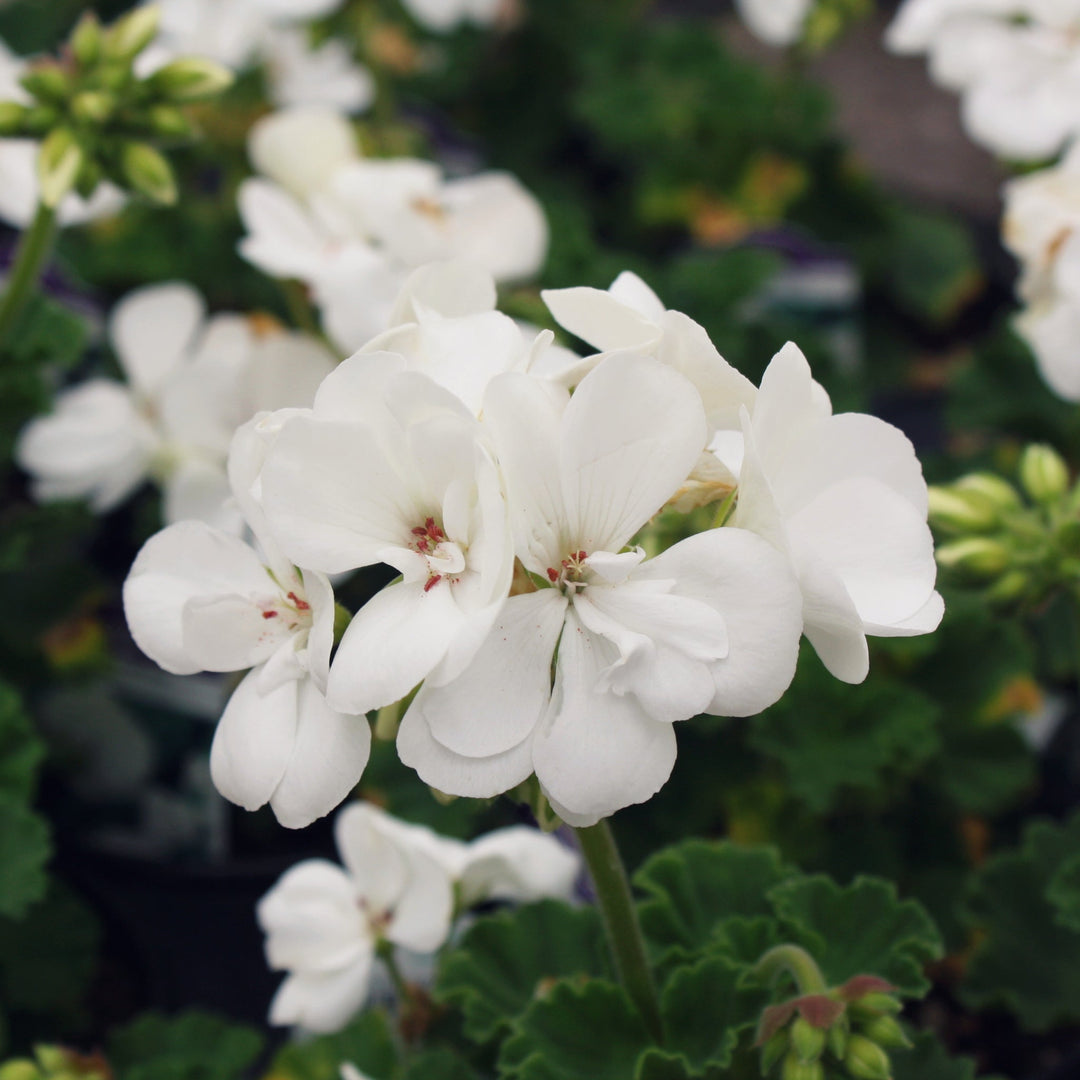 Pelargonium x hortorum 'Sil Cato' Presto™ White Zonal Geranium, 1 Quart Annual