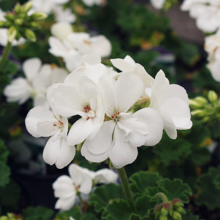 Pelargonium x hortorum 'Sil Cato' Presto™ White Zonal Geranium, 1 Quart Annual