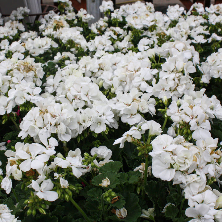 Pelargonium x hortorum 'Sil Cato' Presto™ White Zonal Geranium, 1 Quart Annual