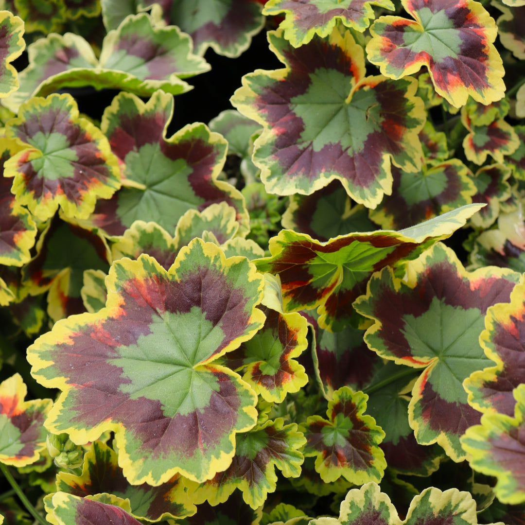 Pelargonium x 'Mrs. Pollack' Fancy Leaf Geranium, 1 Quart Annual