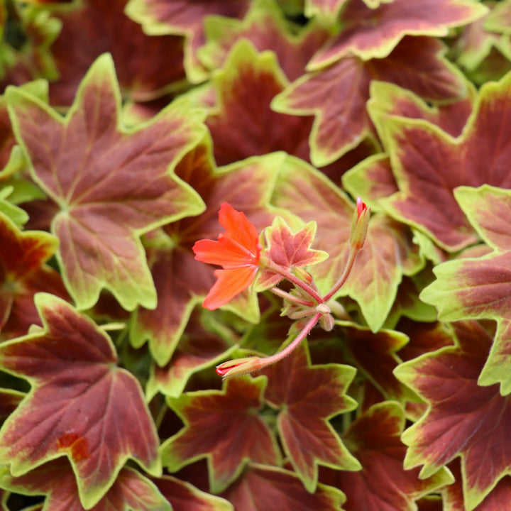Pelargonium x 'Vancouver Cenntenial' Fancy Leaf Geranium, 1 Quart Annual