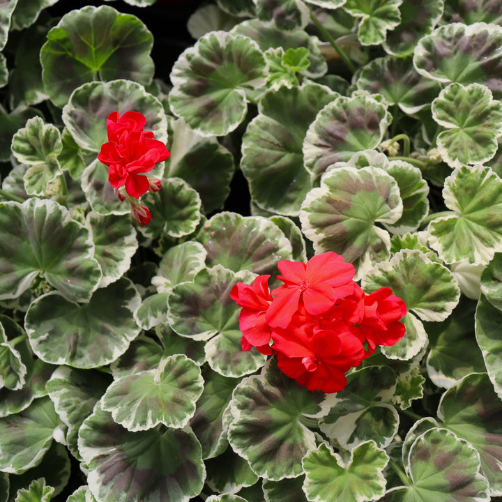 Pelargonium x 'Wilhelm Langguth' Fancy Leaf Geranium, 1 Quart Annual