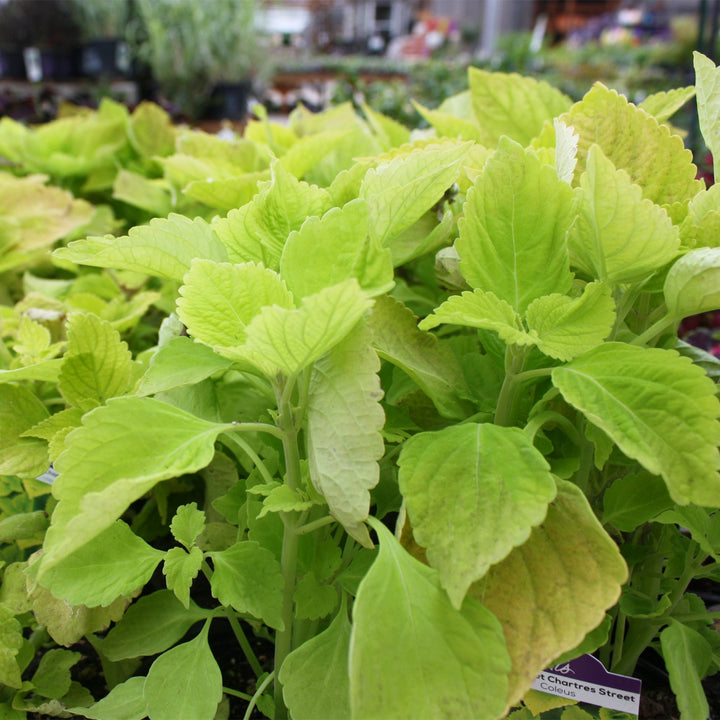 Plectranthus scutellarioides 'Chartres Street' Coleus, 4 Inch Annual