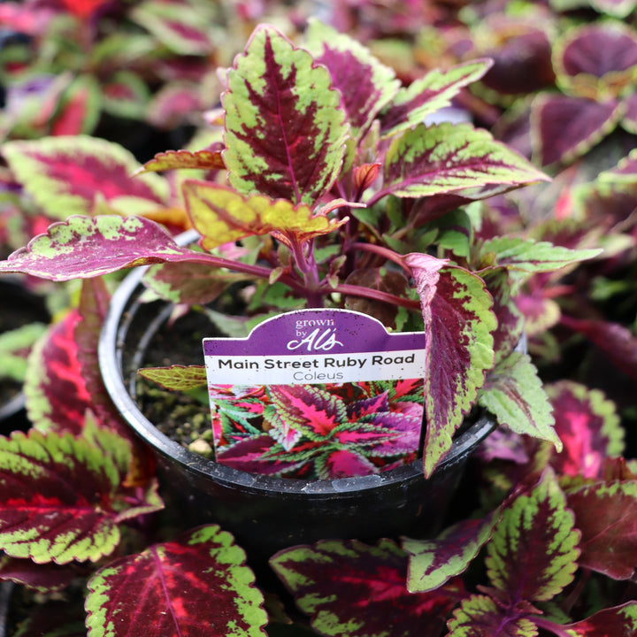Plectranthus scutellarioides 'Ruby Road' Coleus, 4 Inch Annual