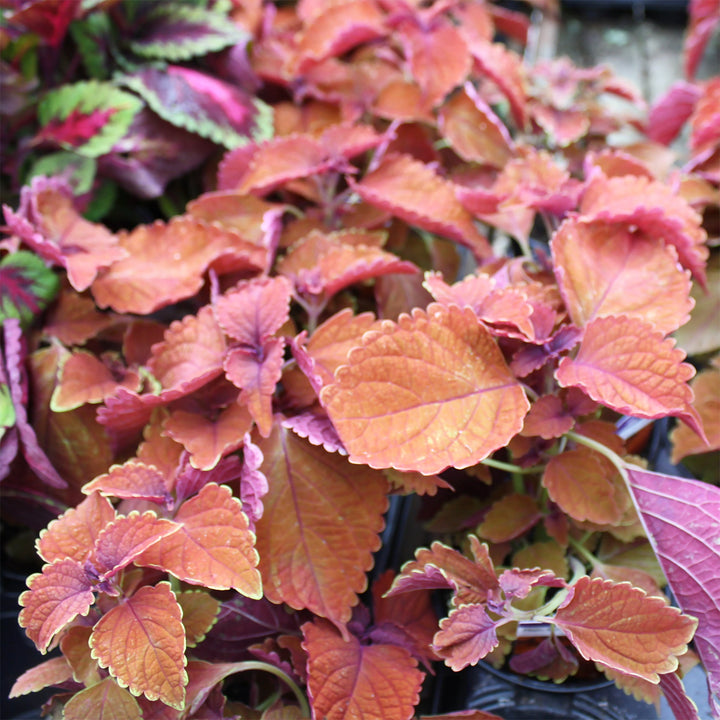 Plectranthus scutellarioides 'Wall Street' Coleus, 4 Inch Annual