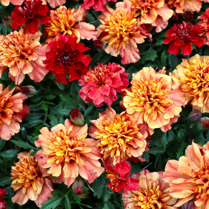 Tagetes patula 'Strawberry Blonde' Marigold, 3-Pack Annual