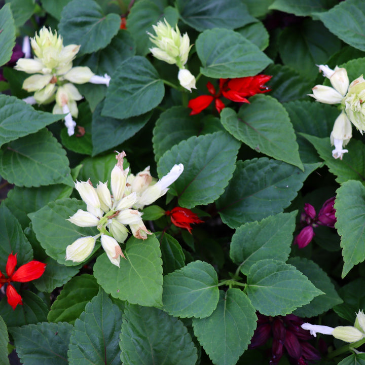 Salvia splendens 'Vista Mix' Vista™ Mix Scarlet Sage, 3-Pack Annual