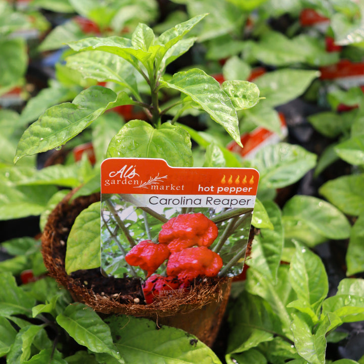 Capsicum chinense 'Carolina Reaper' Hot Pepper, 4 Inch Annual