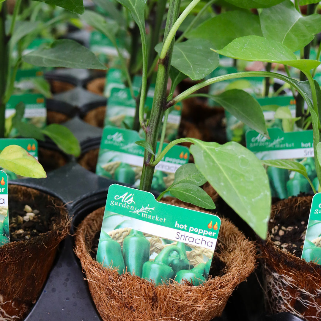 Capsicum annuum 'Sriracha' Hot Pepper, 4 Inch Annual