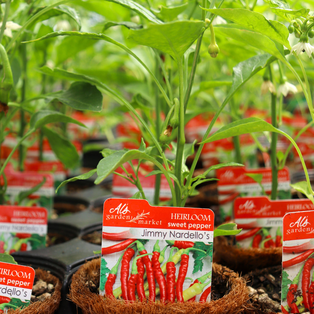 Capsicum annuum 'Jimmy Nardellos' Sweet Pepper, 4 Inch Annual