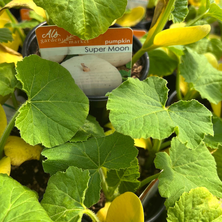 Cucurbita maxima 'Super Moon' Pumpkin, 4 Inch Annuals