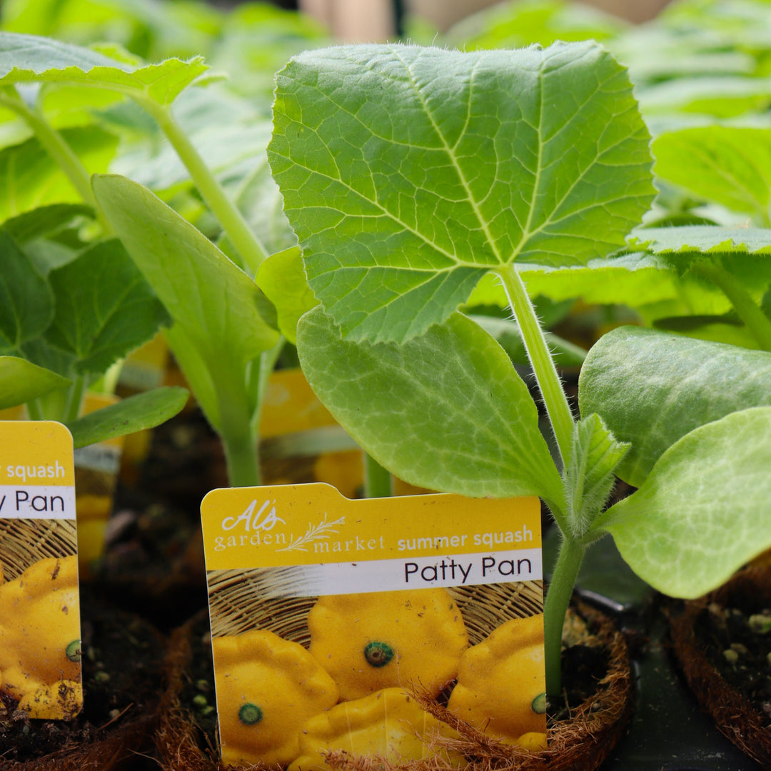 Summer Squash