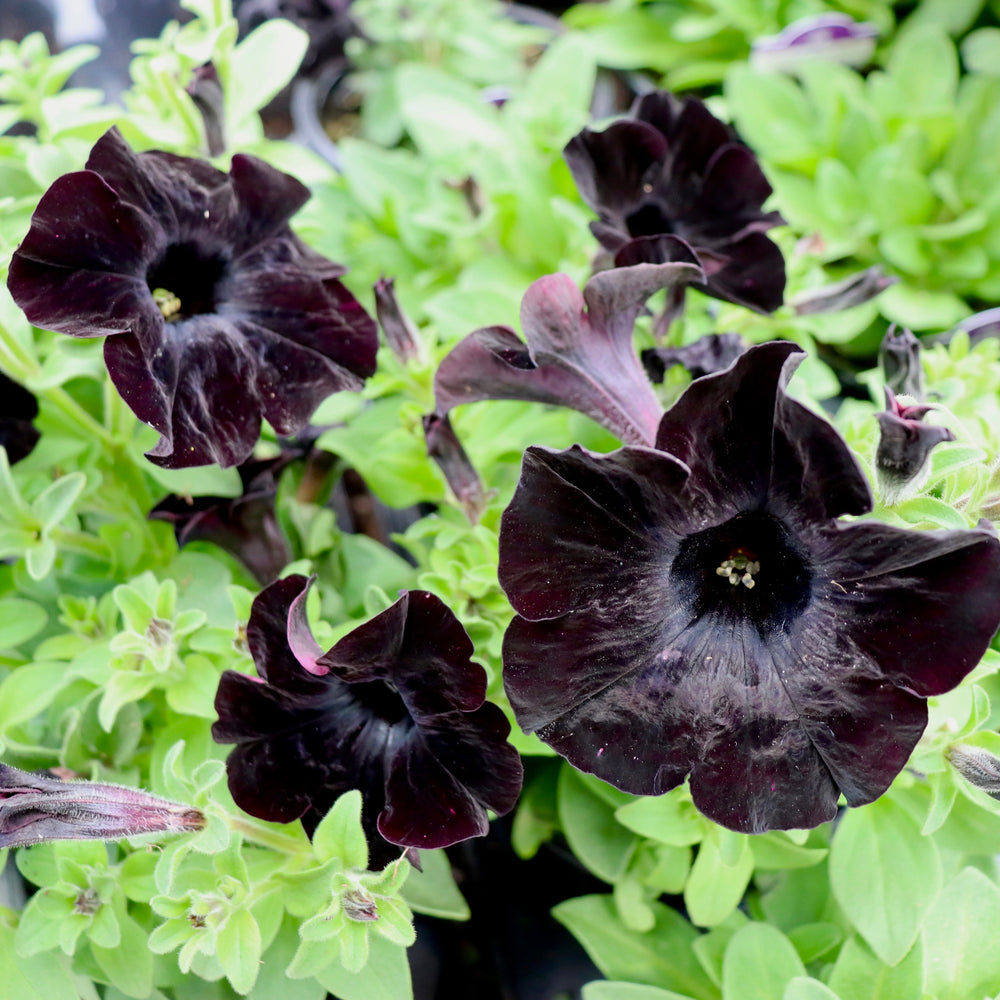 Premium Petunia