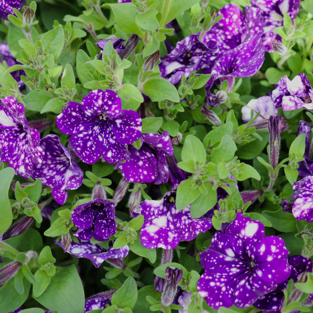 Premium Petunia