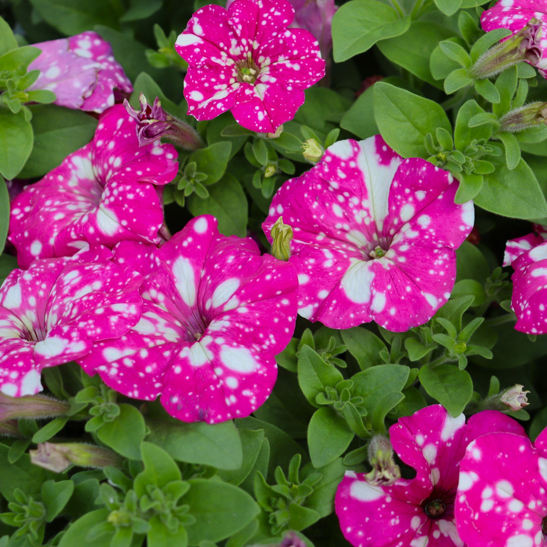 Premium Petunia