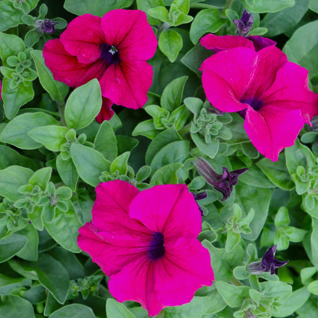 Premium Petunia