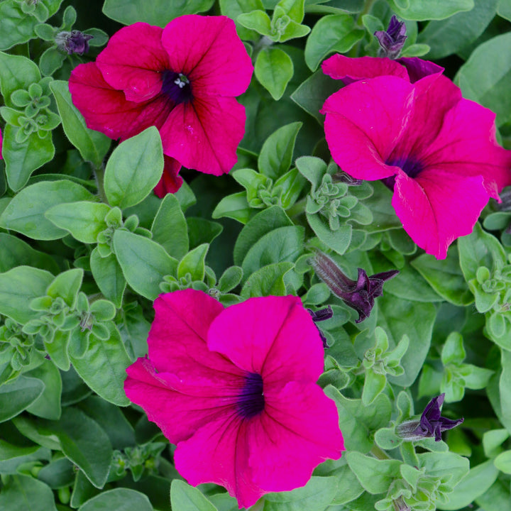 Premium Petunia
