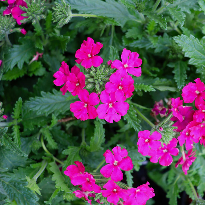 Verbena x 'Neon Rose' Lanai® Neon Rose Verbena, 1 Quart Annual