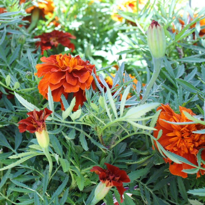 Tagetes patula 'Fireball' Marigold, 1 Quart Annual