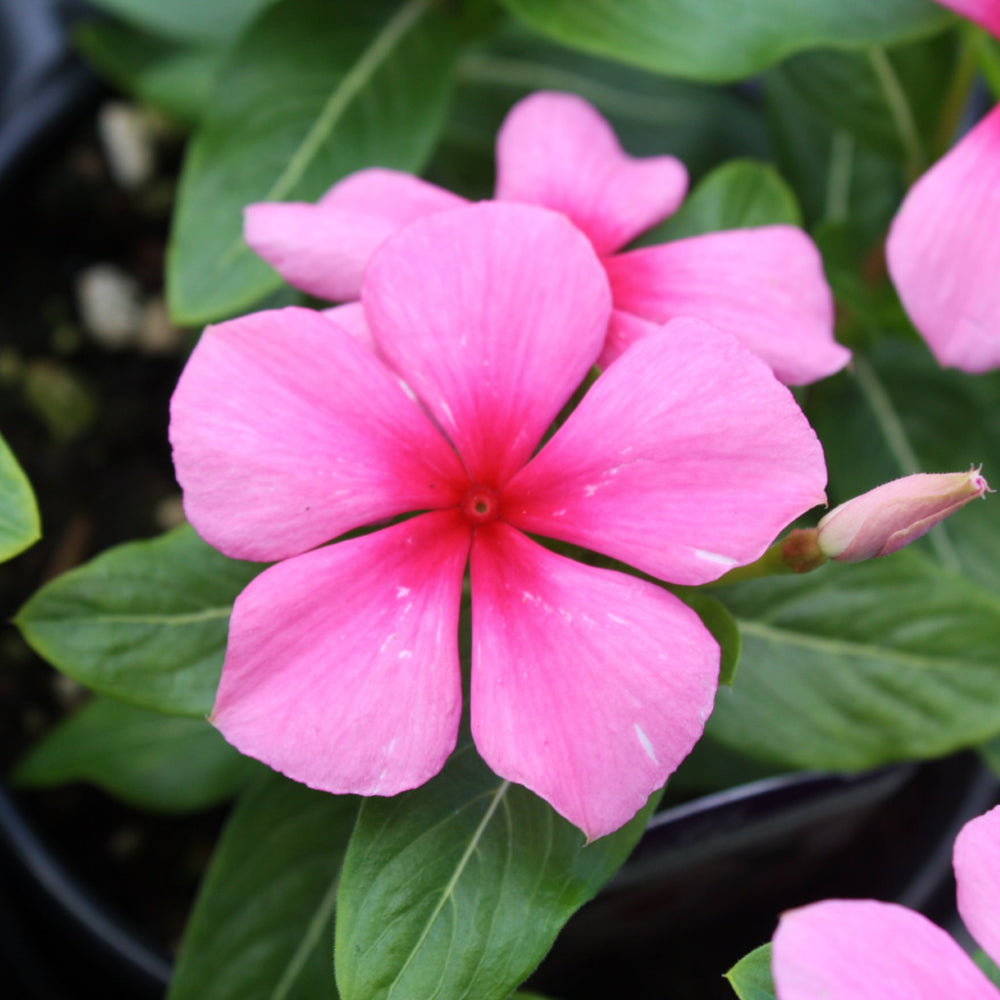 Catharanthus roseus 'PAS336357' Titan™ Blush Annual Vinca, 1 Quart Annual