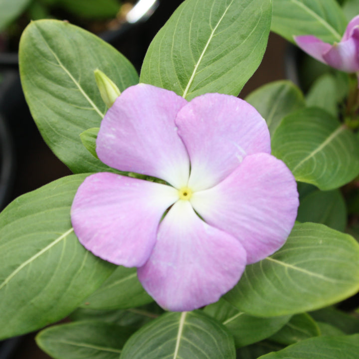 Catharanthus roseus 'PAS336359' Titan™ Lavender Blue Halo Annual Vinca, 1 Quart Annual