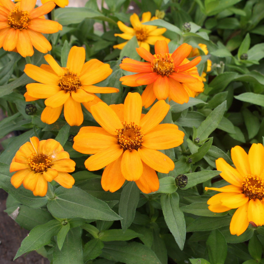 Zinnia marylandica 'Zahara Sunburst' Zinnia, 3-Pack Annuals