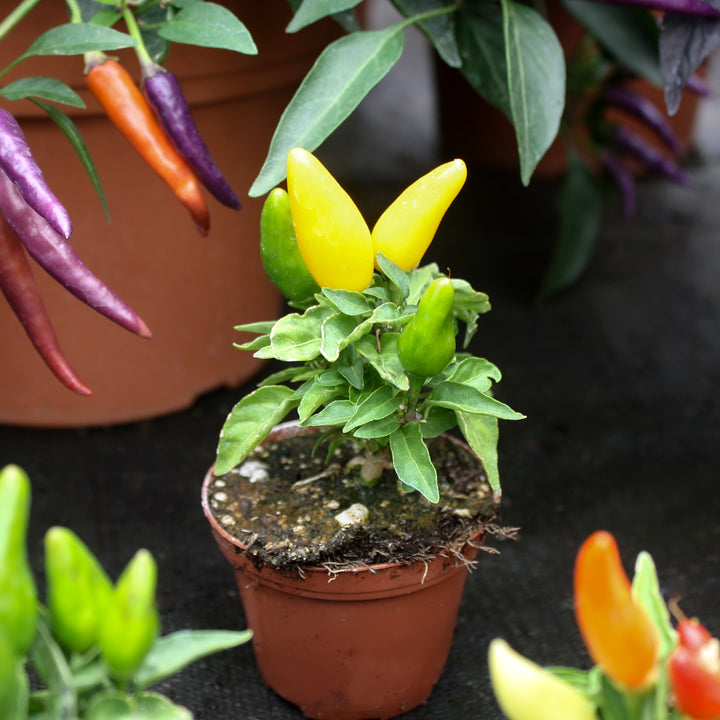 Capsicum annuum Ornamental Peppers, 3 Inch Annual
