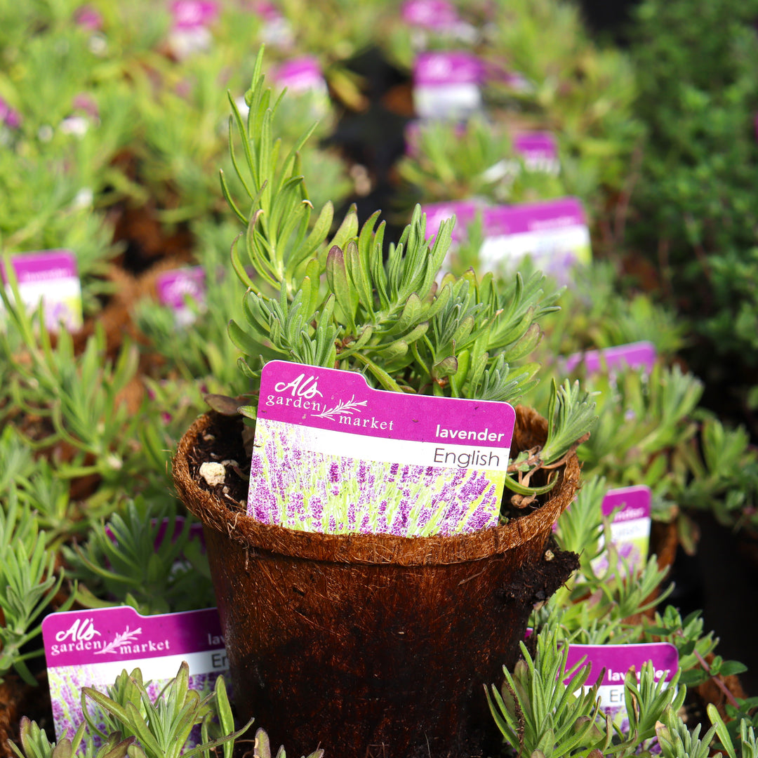 Lavandula angustifolia Edible English Lavender, 4 Inch Annual
