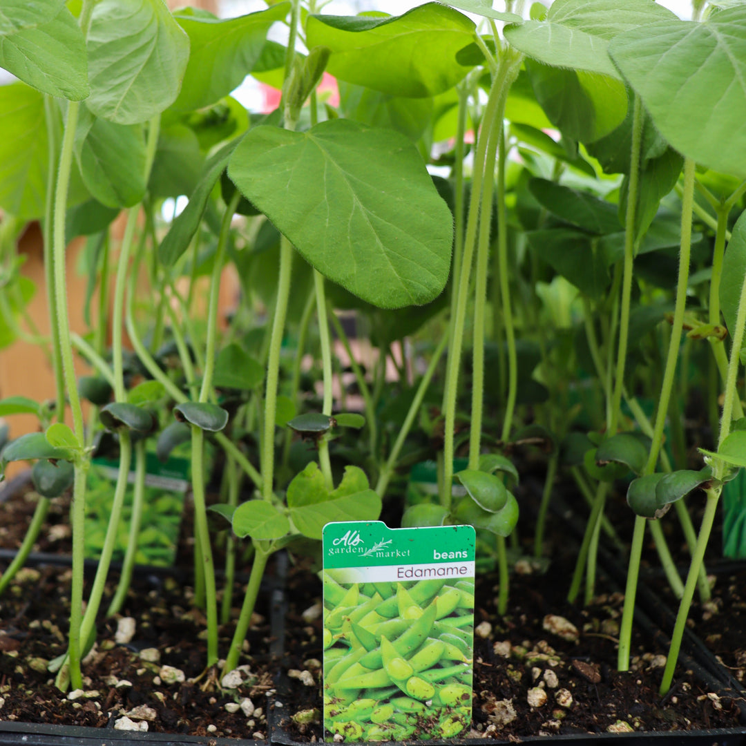 Glycine max Edamame, 6-Pack Annual