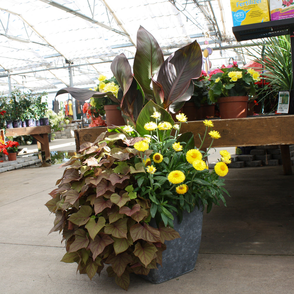 Grown By Al's Mix Combo Planter, Large Annual