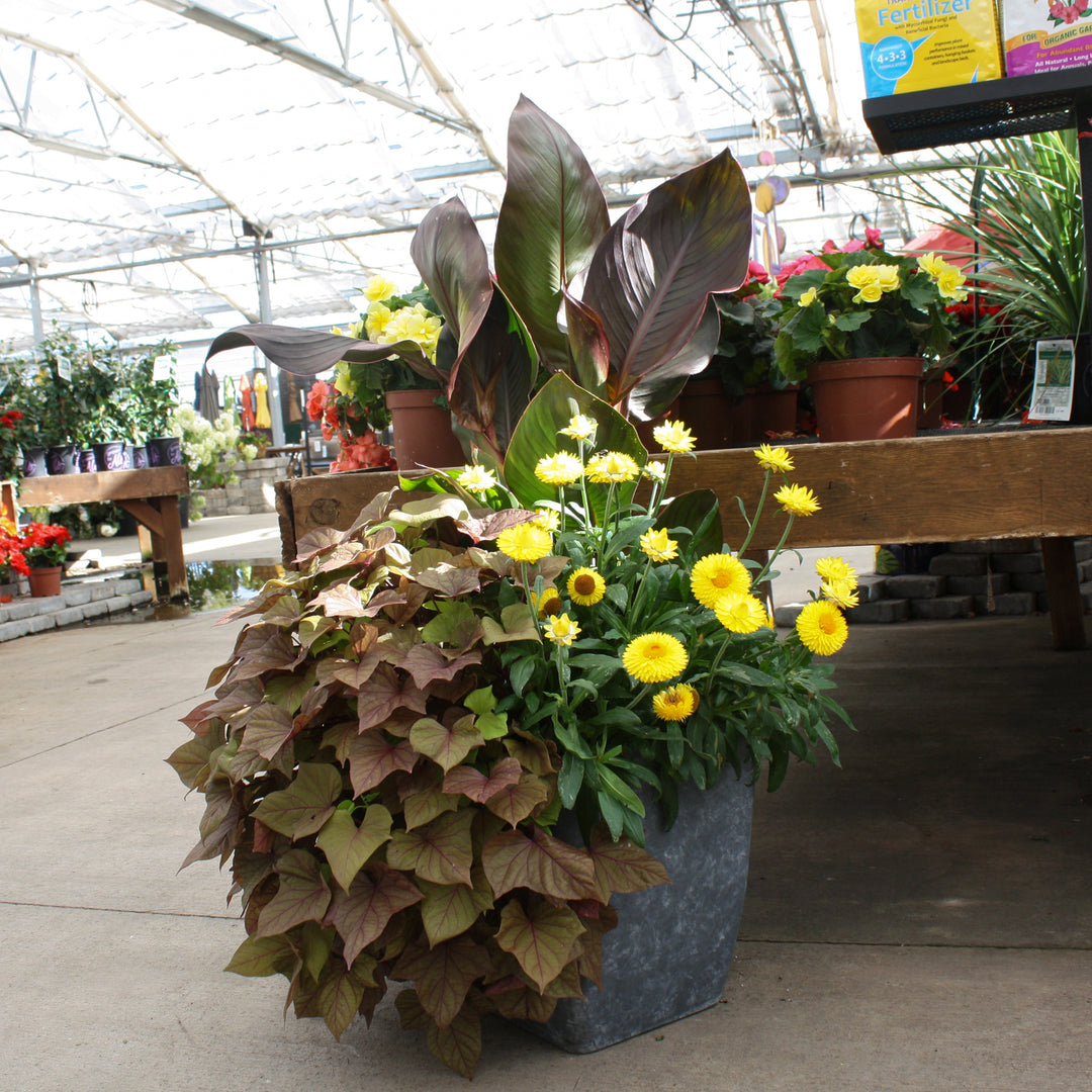 Grown By Al's Mix Combo Planter, Large Annual