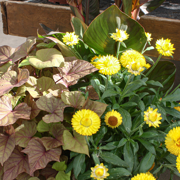 Grown By Al's Mix Combo Planter, Large Annual