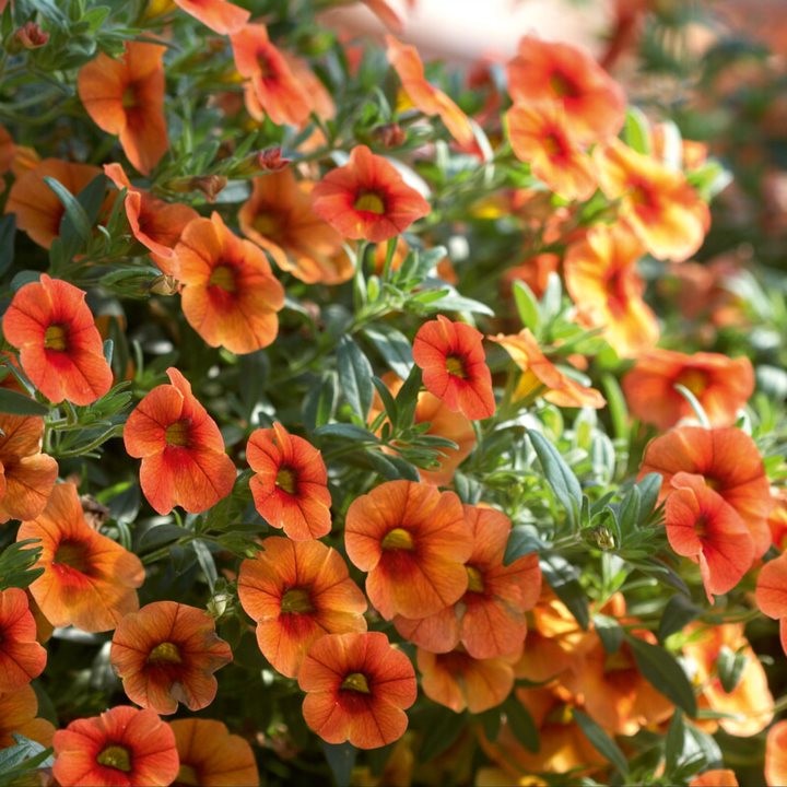 Calibrachoa x 'Hot Orange' Aloha Kona Hot Orange Calibrachoa, 4 Inch Annual
