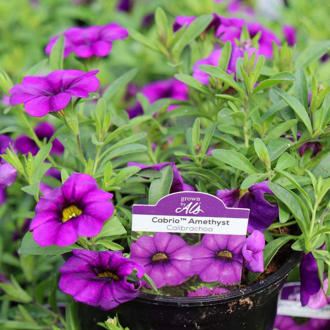 Calibrachoa x 'Cabrio Amethyst' Cabrio™ Amethyst Calibrachoa, 4 Inch Annual