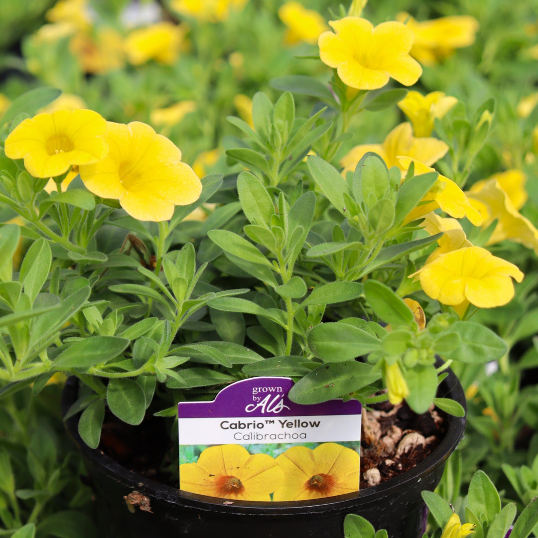 Calibrachoa x 'Cabrio Yellow' Cabrio™ Yellow Calibrachoa, 4 Inch Annual