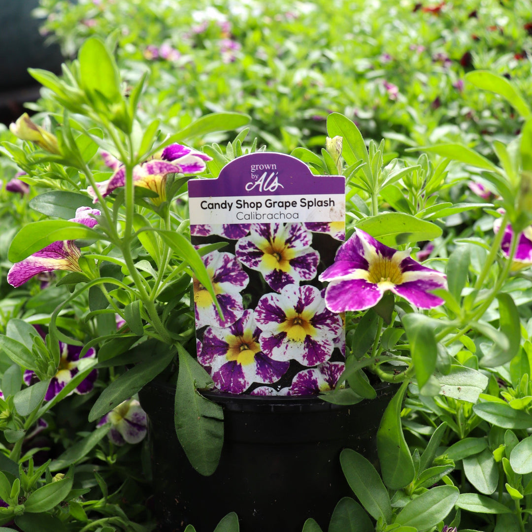 Calibrachoa x 'Candy Shop Grape Splash' Calibrachoa, 4 Inch Annual