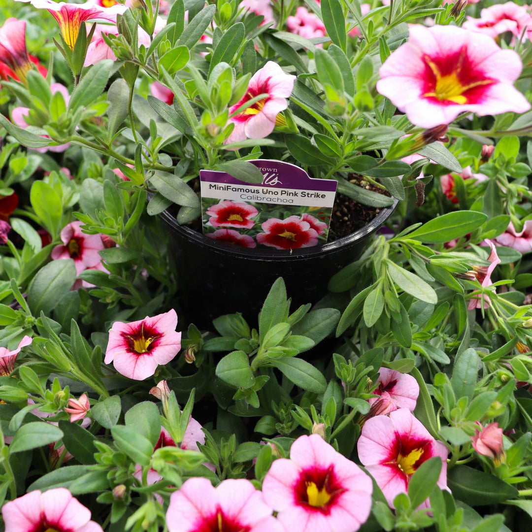 Calibrachoa x 'KLECA17029' PP30836 MiniFamous® Uno Pink Strike Calibrachoa, 4 Inch Annual