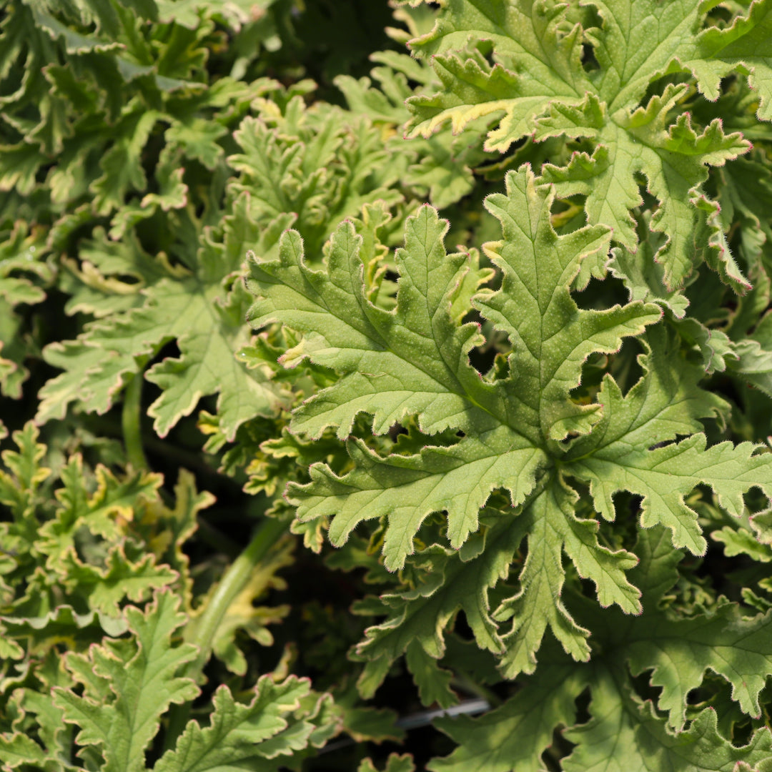 Pelargonium x 'Lady Plymouth' Rose and Lemon Scented Geranium, 1 Quart Annual