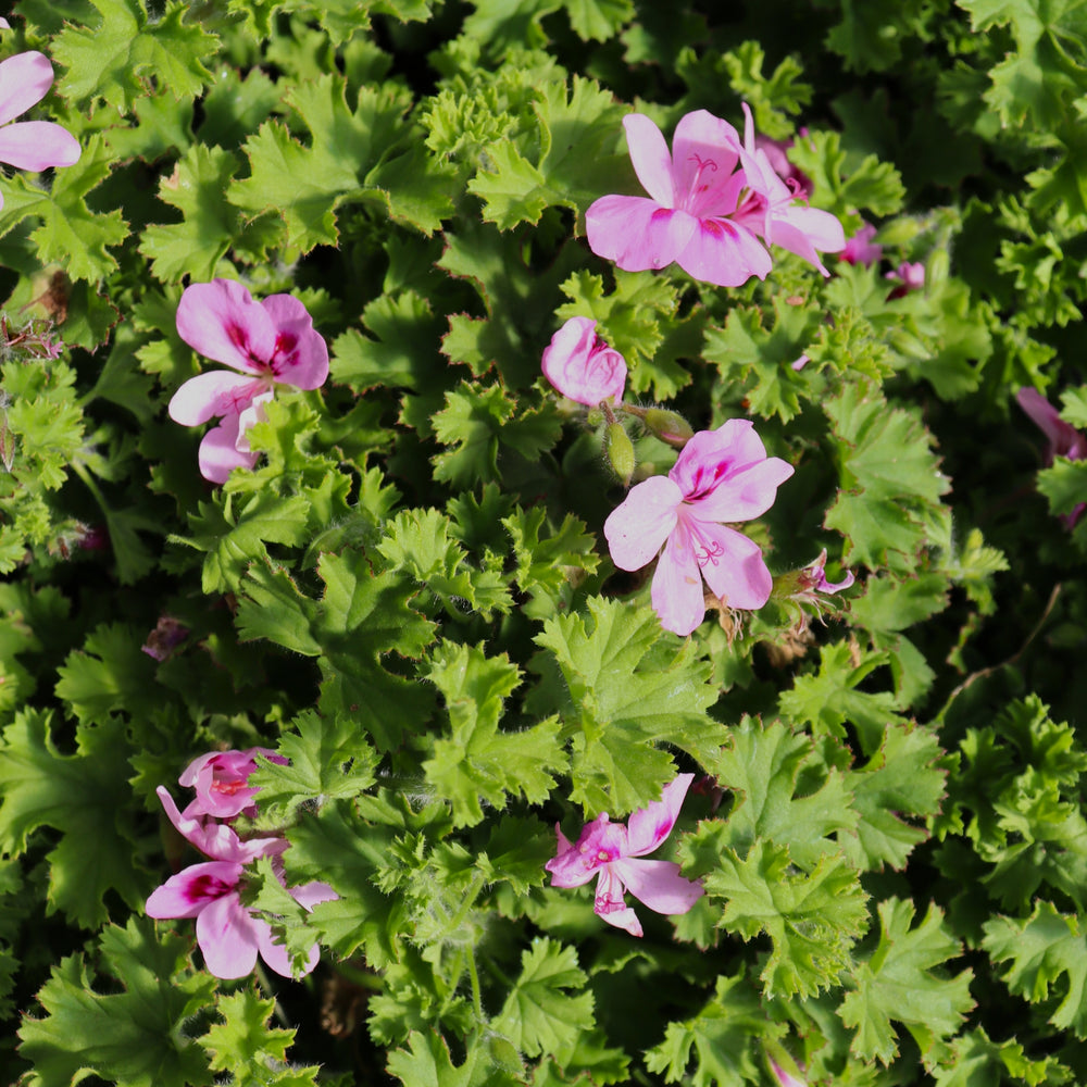 Pelargonium x 'Lemona' Scented Geranium, 1 Quart Annual