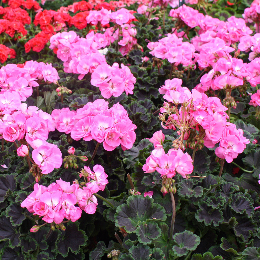 Pelargonium x 'Chocolate Dragonfruit' Fancy Leaf Geranium, 1 Quart Annual