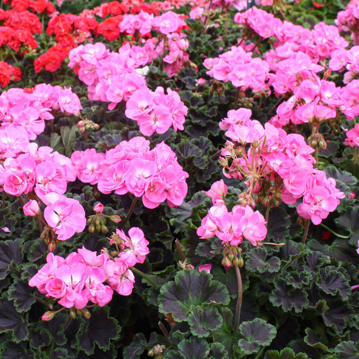 Pelargonium x 'Chocolate Dragonfruit' Fancy Leaf Geranium, 1 Quart Annual