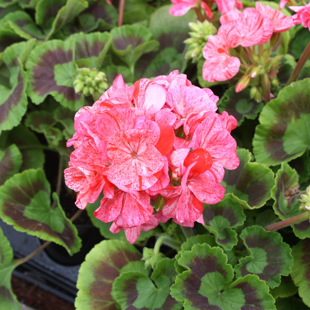Pelargonium x 'Glitter Orange' Fancy Leaf Geranium, 1 Quart Annual