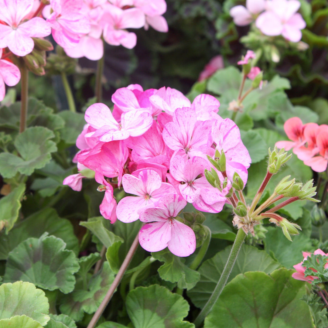 Pelargonium x 'Glitter Pink' Fancy Leaf Geranium, 1 Quart Annual