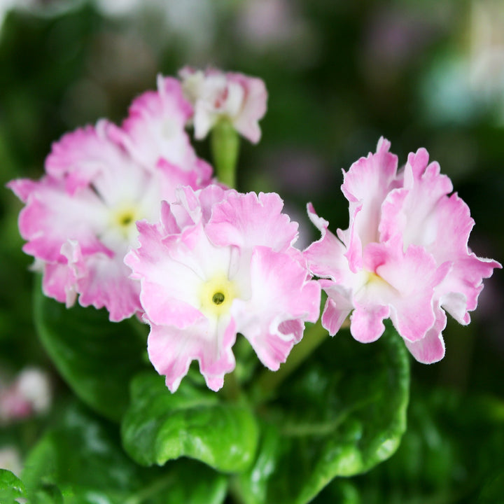 Vinca Assorted Vinca, 6 Inch Annual