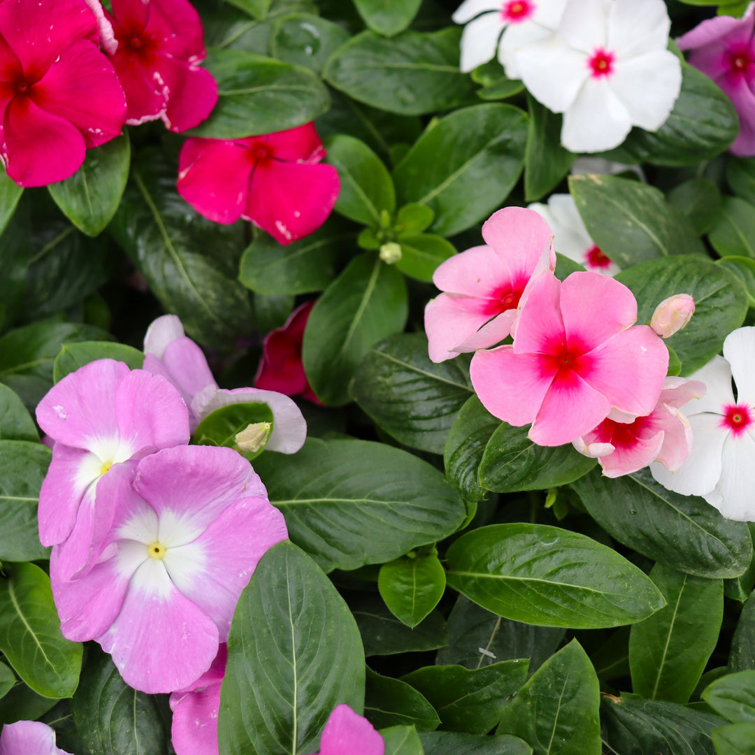 Vinca Assorted Vinca, 6 Inch Annual