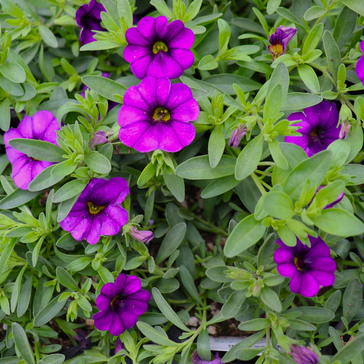 Calibrachoa