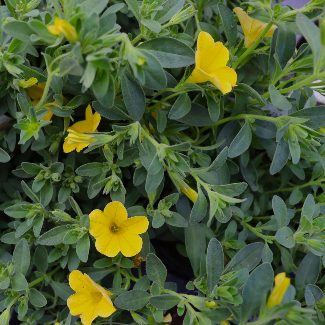 Calibrachoa