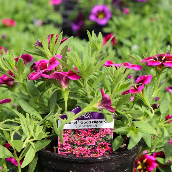 Calibrachoa x 'Balcabooni' Cabaret® Good Night Kiss Calibrachoa, 4 Inch Annual