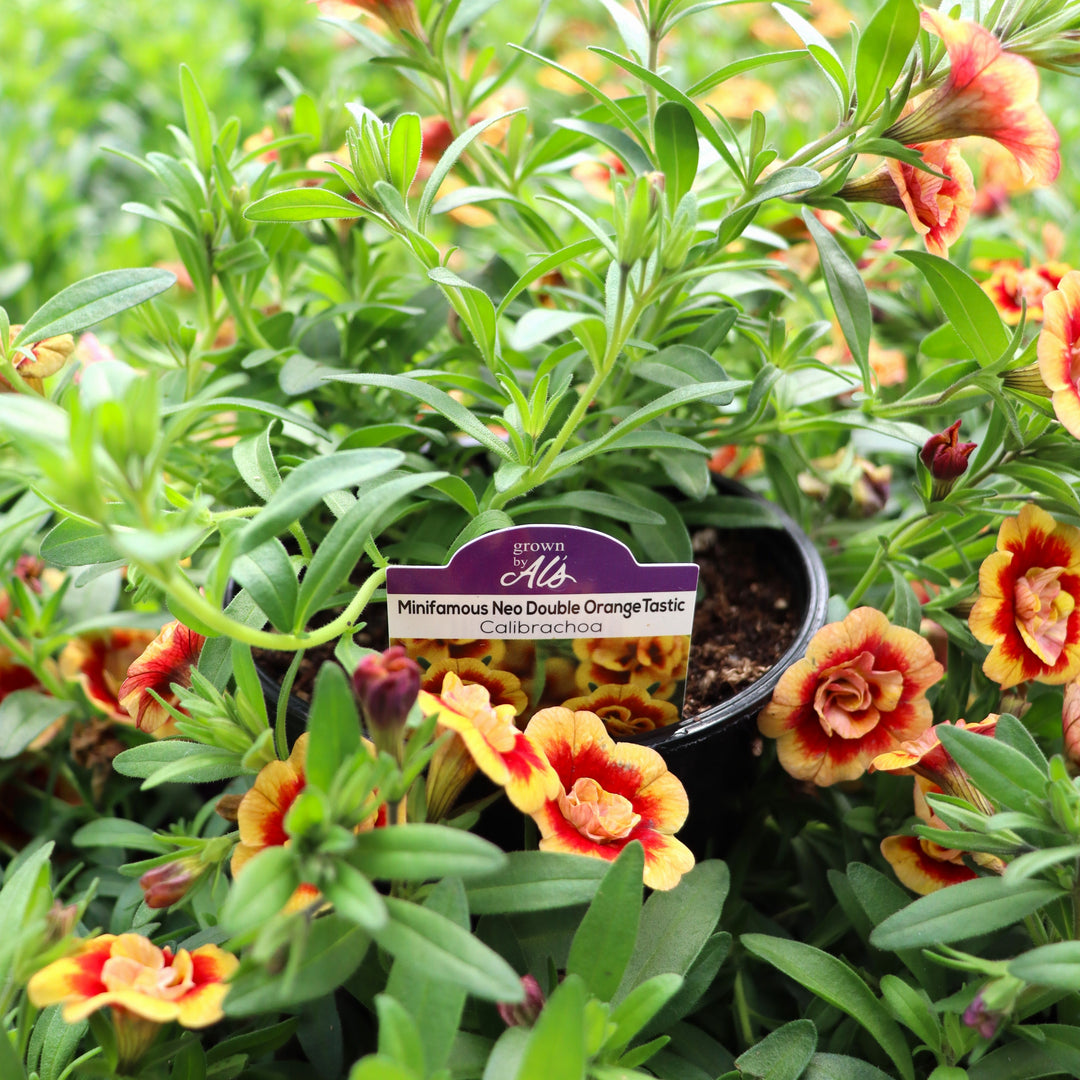 Calibrachoa x 'KLECA19068' MiniFamous® Neo Double OrangeTastic Calibrachoa, 4 Inch Annual