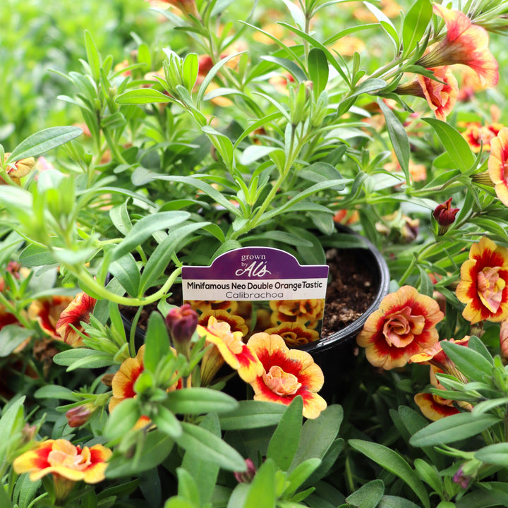 Calibrachoa x 'KLECA19068' MiniFamous® Neo Double OrangeTastic Calibrachoa, 4 Inch Annual